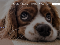 Code Website dịch vụ thú cưng reactjs + nodejs có thể dùng cho đồ án