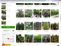 Source code Web Cây cảnh Chuyên Nghiệp WordPress