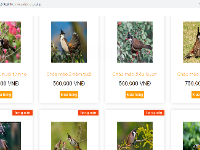 Website mua bán chim cảnh php giao diện đẹp