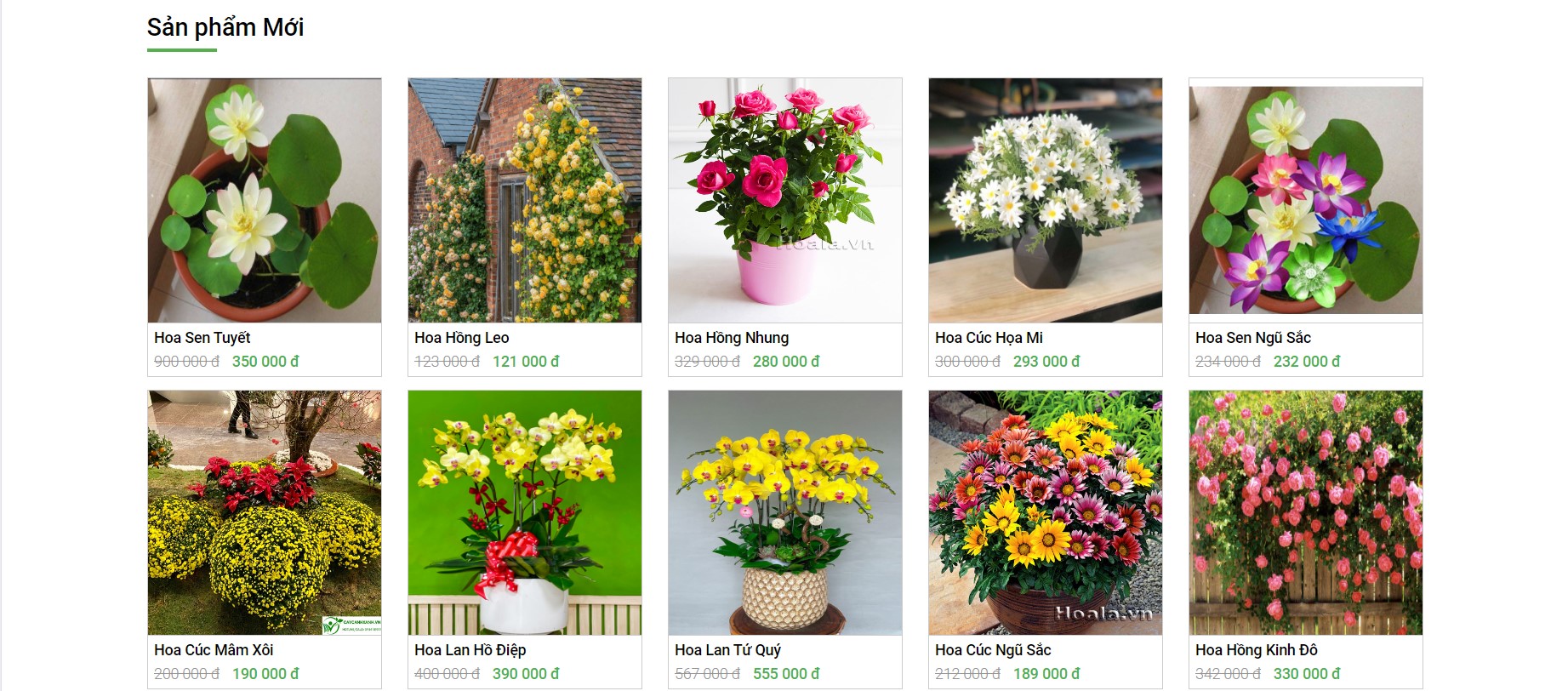 Website bán hàng,Website bán hoa tươi,bán hoa tươi